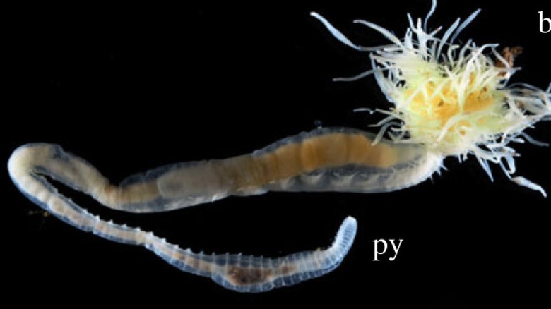 Крупный план щетинистого морского червя