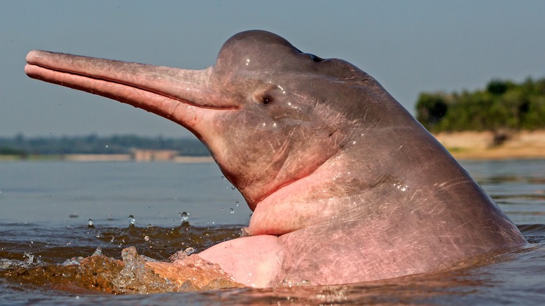 Крупный план дельфина из реки Амазонки