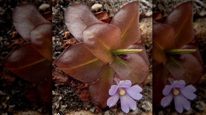 Маленькое растение бабочки с фиолетовыми цветами, растущее на скале