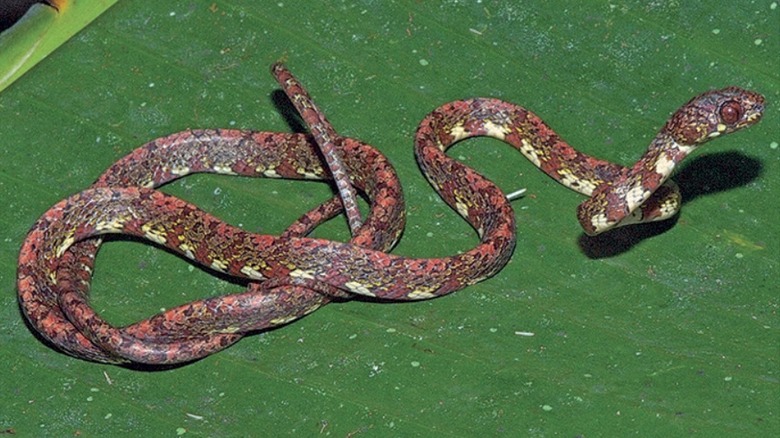 Красно-коричневая крапчатая змея на листе