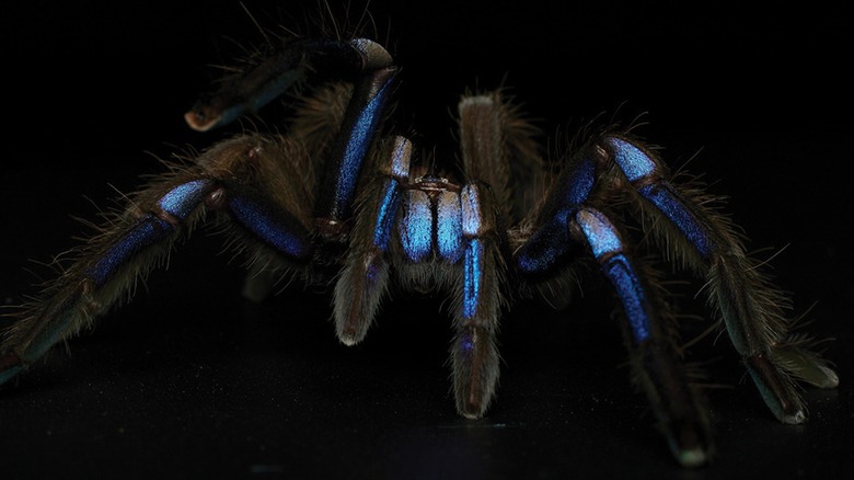 Самец электрического голубого тарантула на черном фоне