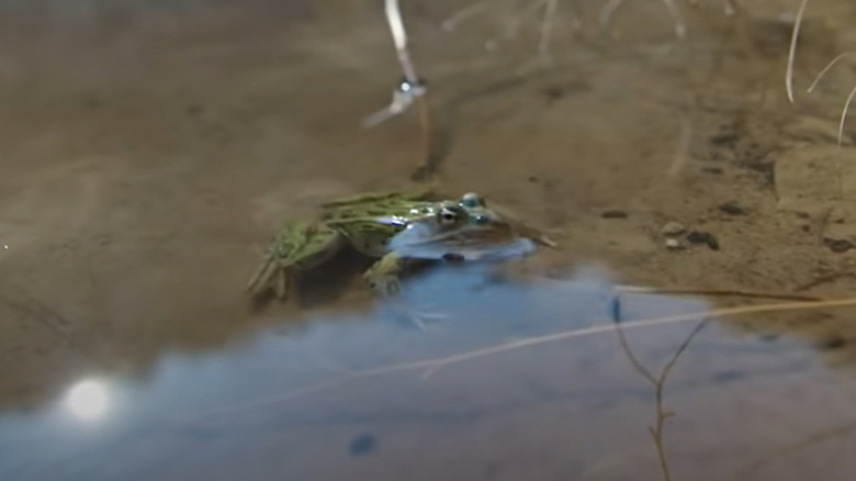 Лягушка плавает в пруду