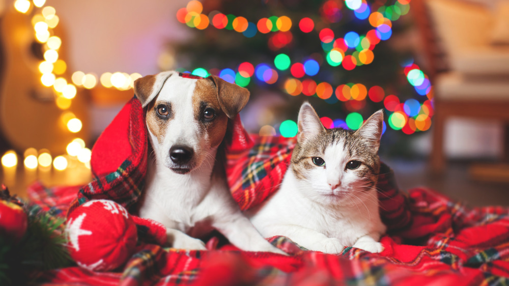 Рождественские кошка и собака