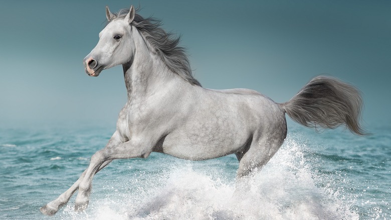 Серая лошадь, бегущая по воде