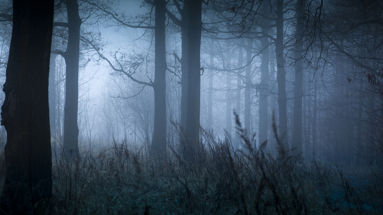 лес темный туман сорняки