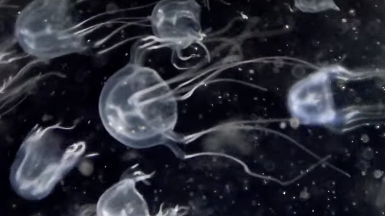 Крупный план нескольких маленьких медуз, плывущих вместе