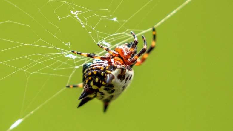 Крупный план ярко окрашенного паука-коршуна в своей паутине