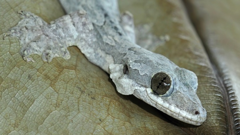 Крупный план серого парашютного геккона на листе