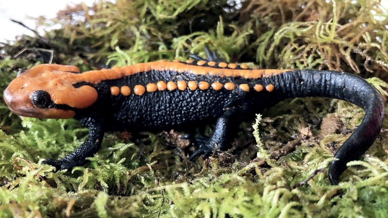Оранжево-черный крокодиловый тритон Нгок Линь на мху