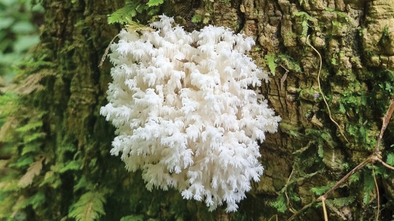 Белый гриб, растущий на дереве