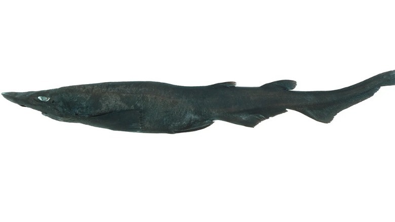 Сохранившийся экземпляр гребенчато-яйцевой кошачьей акулы