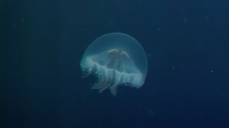 Голубая медуза Георгиевского креста плавает под водой