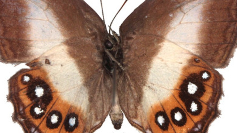 Крупный план бабочки Euptychiina с глазками на крыльях