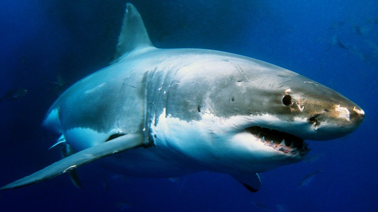 Большая белая акула под водой