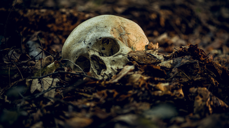 Человеческий череп, лежащий среди мертвых листьев