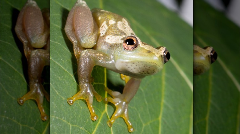 Золотая лягушка сидит на листе